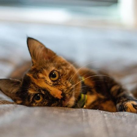 Apartament Cavendish Cat And Gaming House Blackpool Zewnętrze zdjęcie
