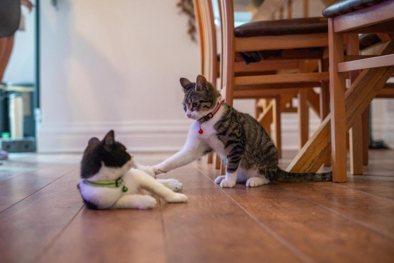 Apartament Cavendish Cat And Gaming House Blackpool Zewnętrze zdjęcie